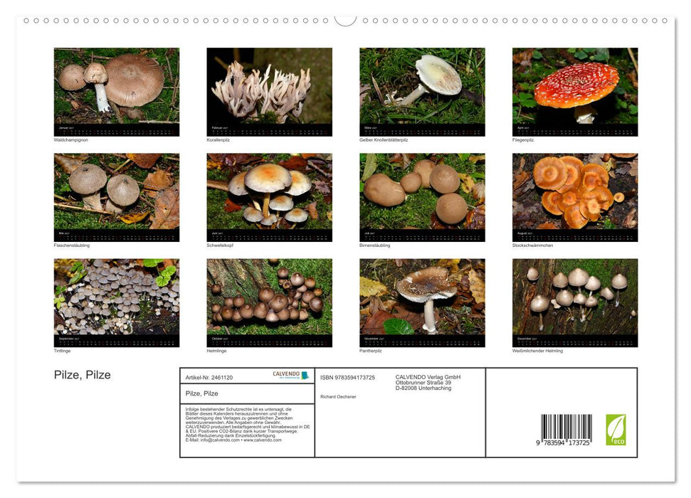Pilze, Pilze (CALVENDO Premium Wandkalender 2027)