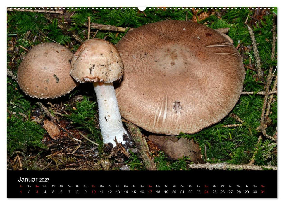 Pilze, Pilze (CALVENDO Premium Wandkalender 2027)