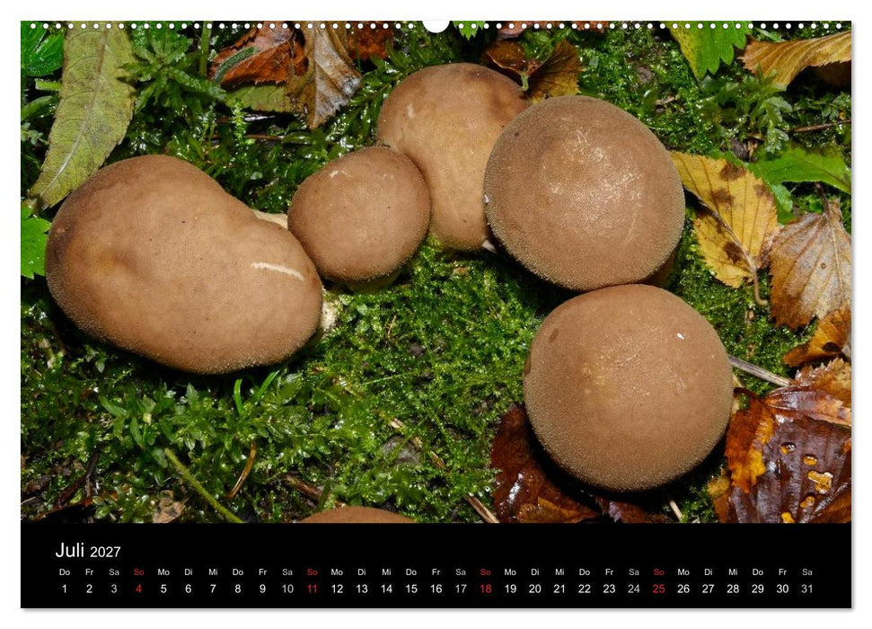 Pilze, Pilze (CALVENDO Premium Wandkalender 2027)