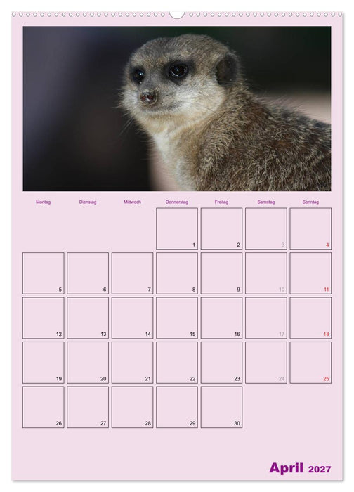 Erdmännchen / Terminplaner (CALVENDO Premium Wandkalender 2027)