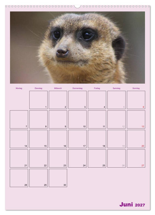 Erdmännchen / Terminplaner (CALVENDO Premium Wandkalender 2027)