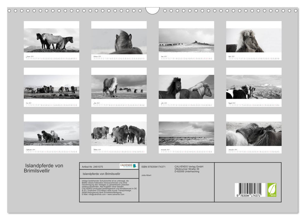 Islandpferde von Brimilsvellir (CALVENDO Wandkalender 2027)