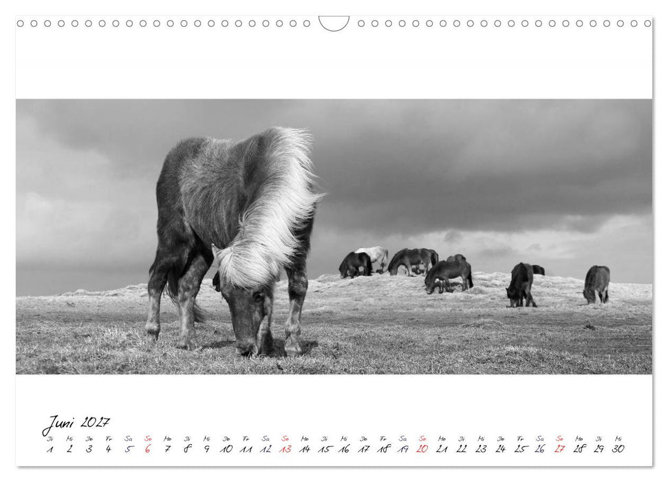 Islandpferde von Brimilsvellir (CALVENDO Wandkalender 2027)