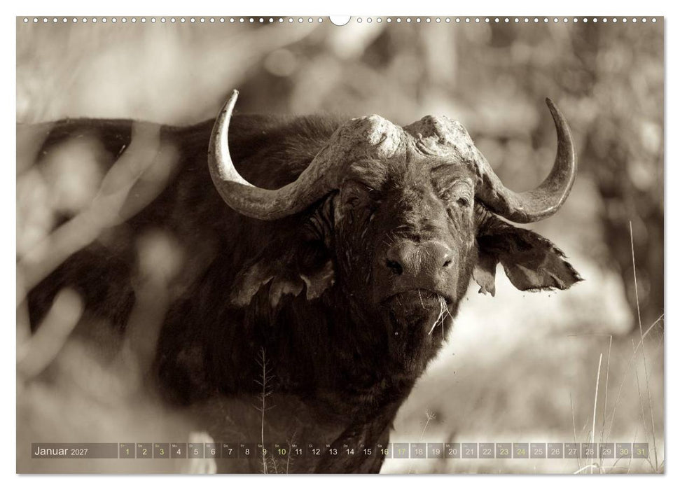 Botswana – Impressionen aus Afrika (CALVENDO Premium Wandkalender 2027)
