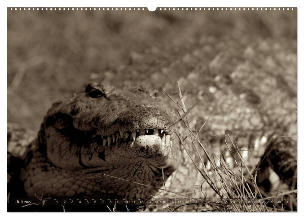 Botswana – Impressionen aus Afrika (CALVENDO Premium Wandkalender 2027)