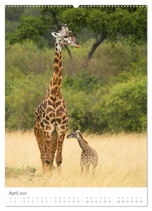 Magie des Augenblicks - Giraffen - Riesen der Savanne (CALVENDO Wandkalender 2027)