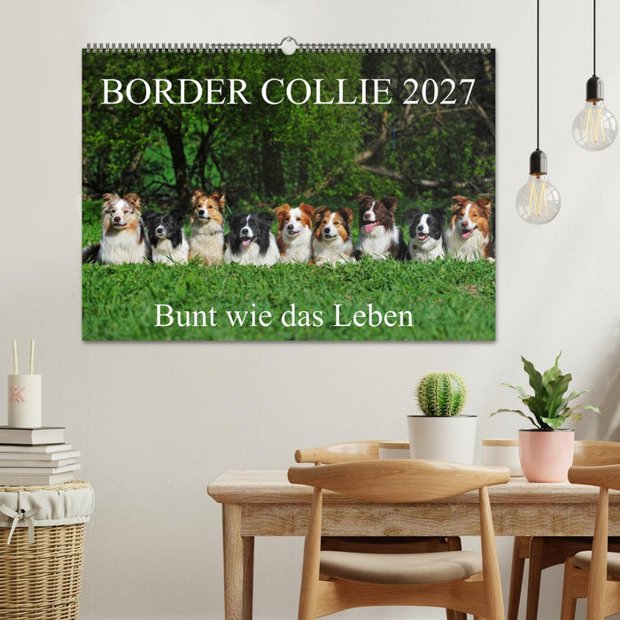 Border Collie 2027 (CALVENDO Wandkalender 2027)