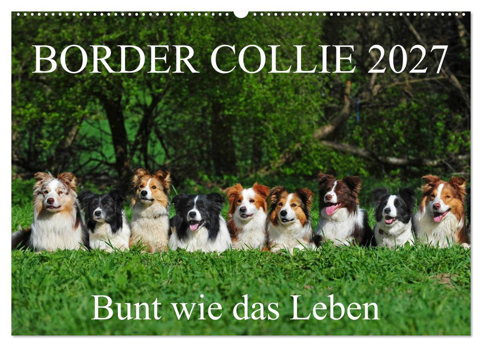 Border Collie 2027 (CALVENDO Wandkalender 2027)
