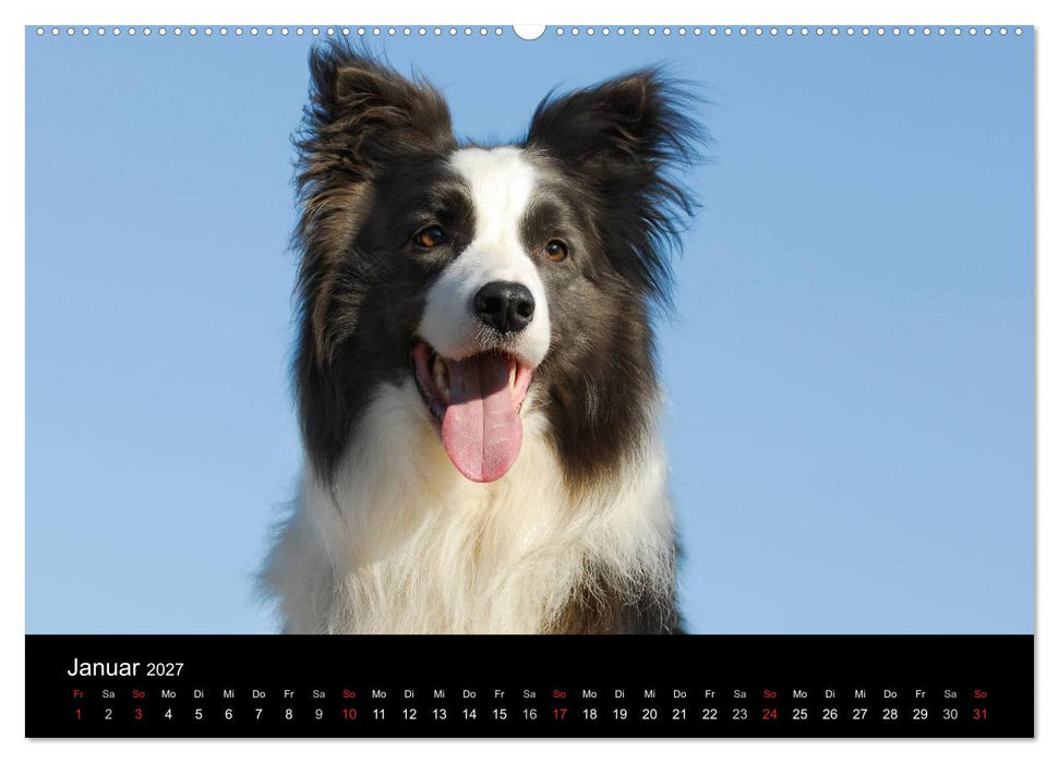 Border Collie 2027 (CALVENDO Wandkalender 2027)