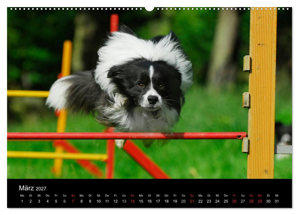 Border Collie 2027 (CALVENDO Wandkalender 2027)