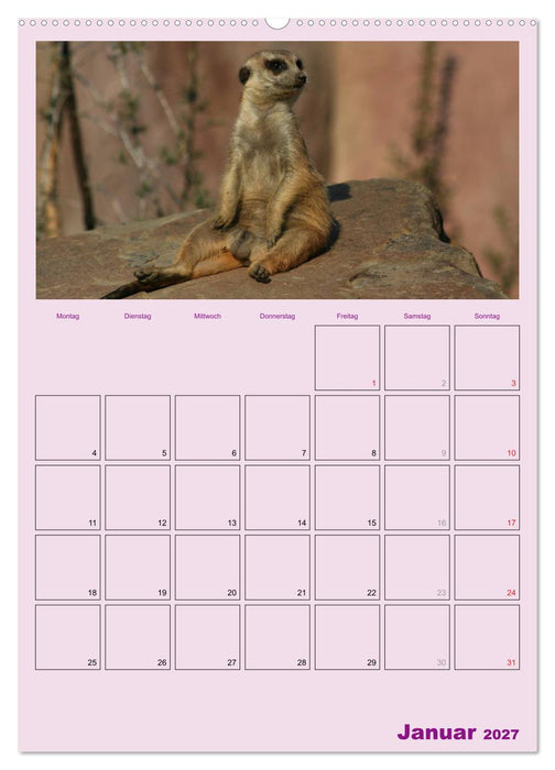 Erdmännchen / Terminplaner (CALVENDO Wandkalender 2027)