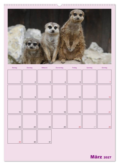Erdmännchen / Terminplaner (CALVENDO Wandkalender 2027)