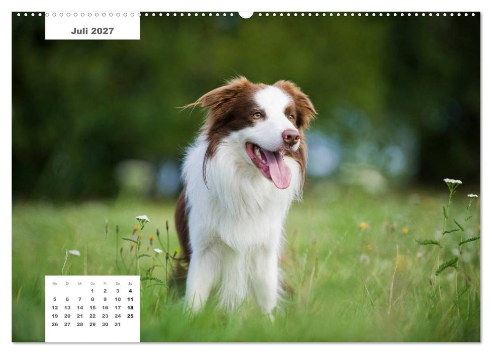 Rassehunde (CALVENDO Premium Wandkalender 2027)