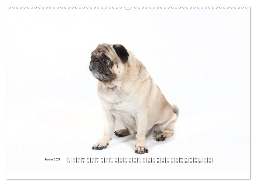 Mops - unwiderstehlich und charmant (CALVENDO Wandkalender 2027)