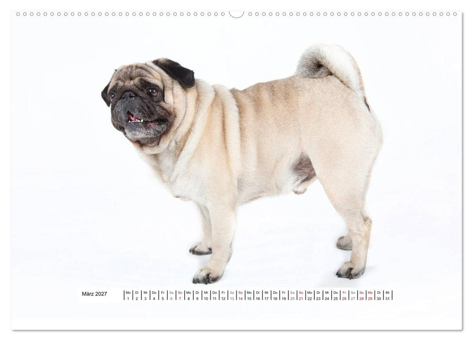 Mops - unwiderstehlich und charmant (CALVENDO Wandkalender 2027)