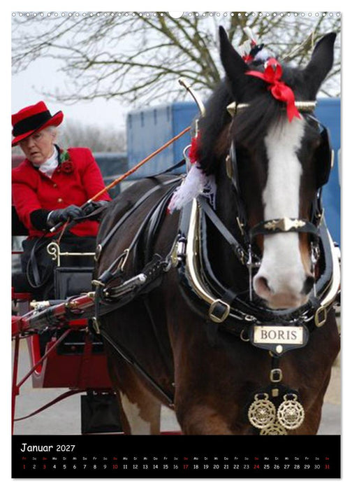 Shire Horse - Geschmückte Riesen (CALVENDO Wandkalender 2027)