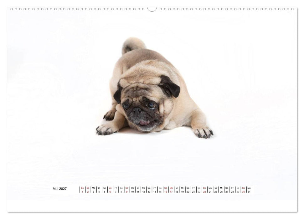 Mops - unwiderstehlich und charmant (CALVENDO Premium Wandkalender 2027)