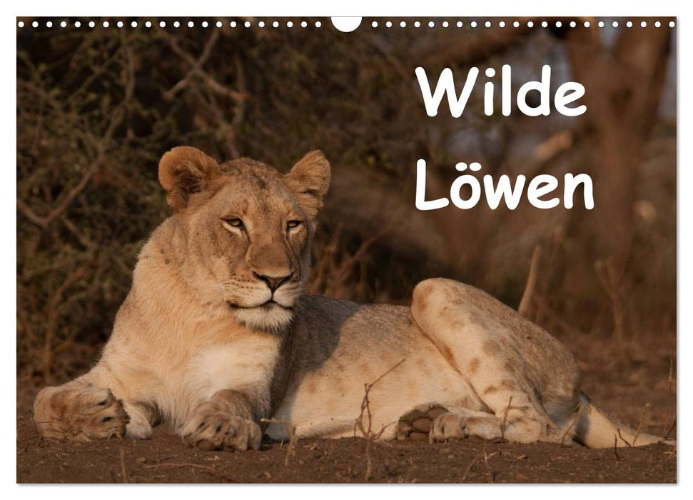 Wilde Löwen (CALVENDO Wandkalender 2027)