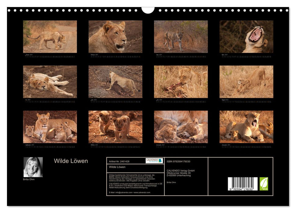 Wilde Löwen (CALVENDO Wandkalender 2027)