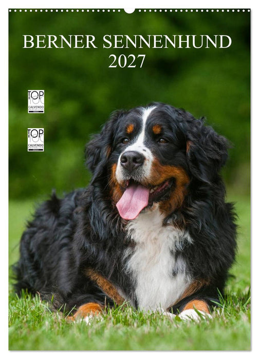 Berner Sennenhund 2027 (CALVENDO Wandkalender 2027)