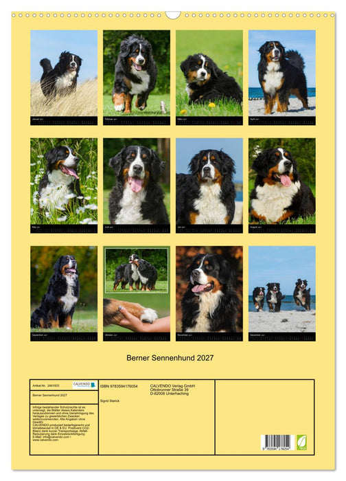Berner Sennenhund 2027 (CALVENDO Wandkalender 2027)