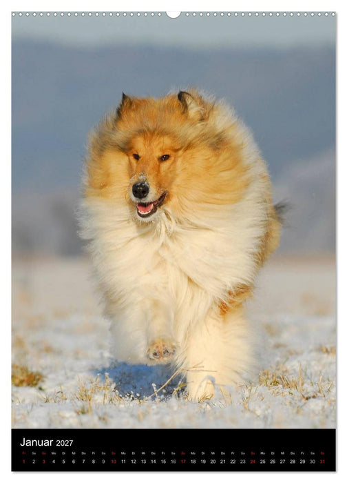 Collie 2027 (CALVENDO Premium Wandkalender 2027)