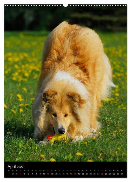 Collie 2027 (CALVENDO Premium Wandkalender 2027)