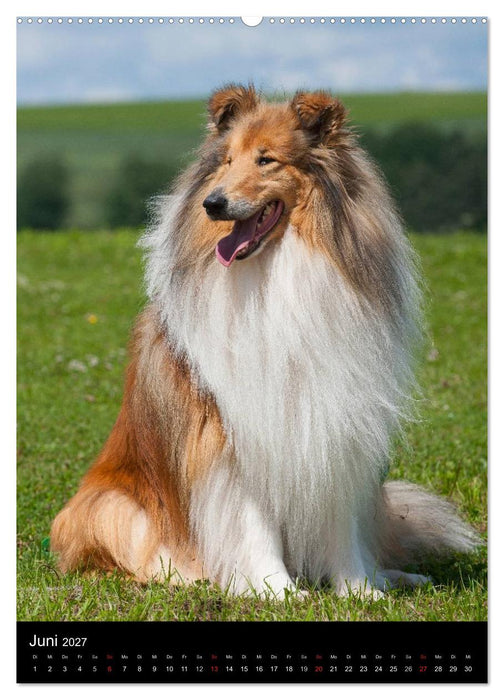 Collie 2027 (CALVENDO Premium Wandkalender 2027)