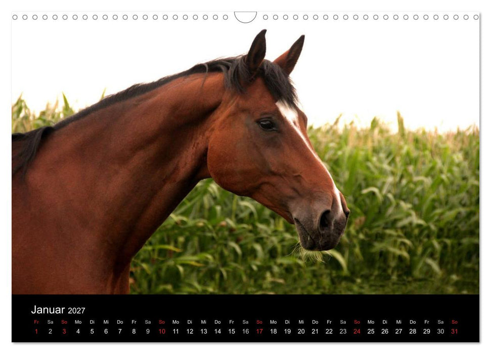 Pferde - mächtig, stolz & schön (CALVENDO Wandkalender 2027)