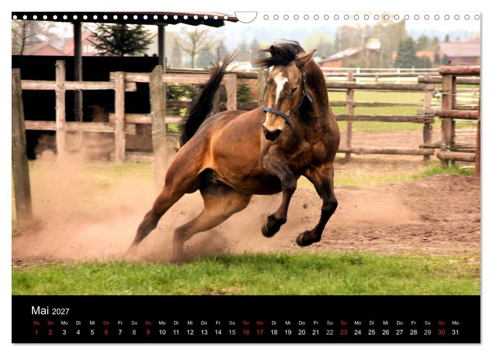 Pferde - mächtig, stolz & schön (CALVENDO Wandkalender 2027)