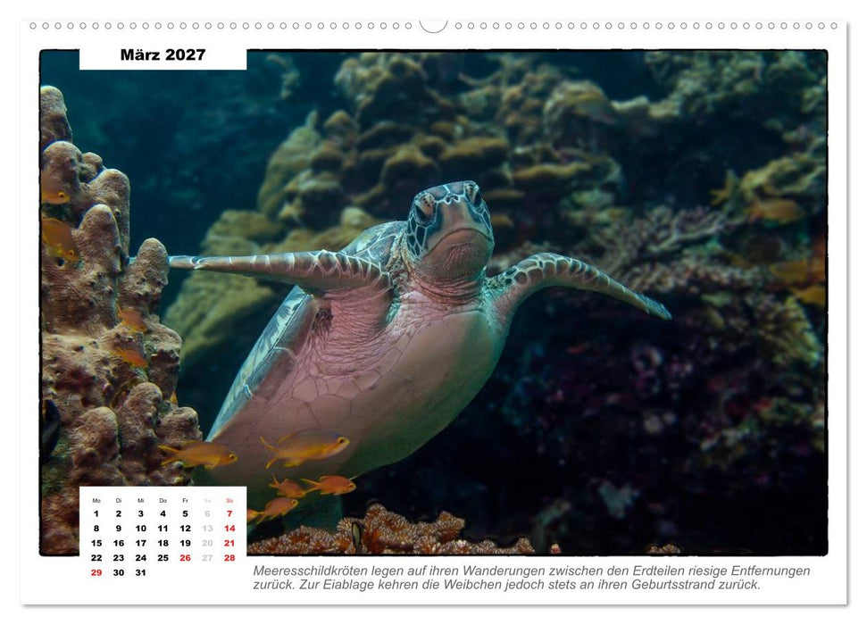 Meeresschildkröten, die Nomaden der Meere (CALVENDO Wandkalender 2027)