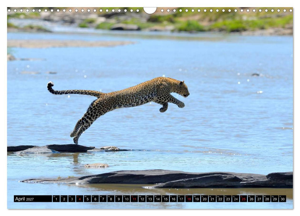 Faszination Afrika: Der Leopard (CALVENDO Wandkalender 2027)