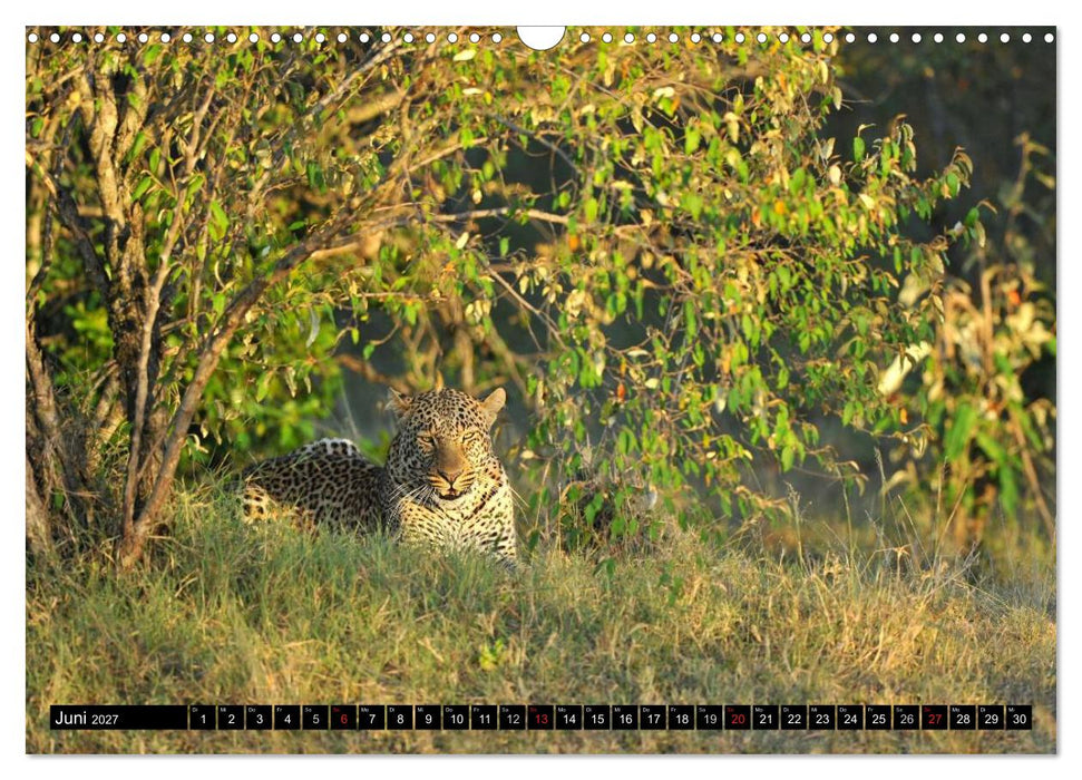Faszination Afrika: Der Leopard (CALVENDO Wandkalender 2027)