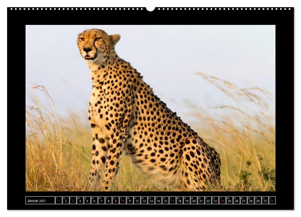 Afrikas Katzen (CALVENDO Wandkalender 2027)