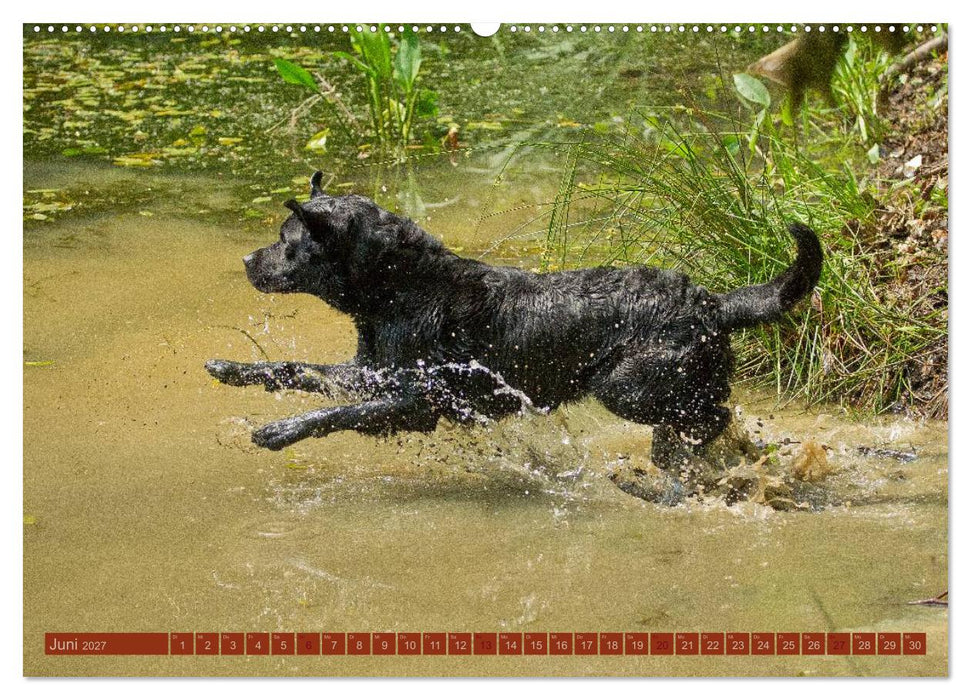 Faszination Hund (CALVENDO Premium Wandkalender 2027)