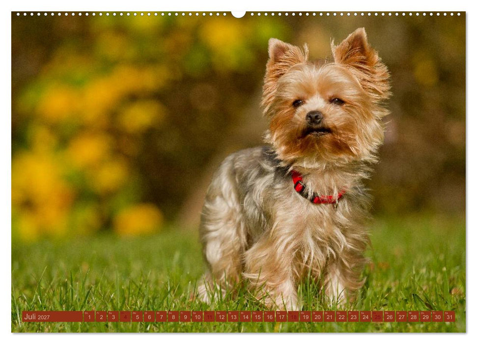 Faszination Hund (CALVENDO Premium Wandkalender 2027)