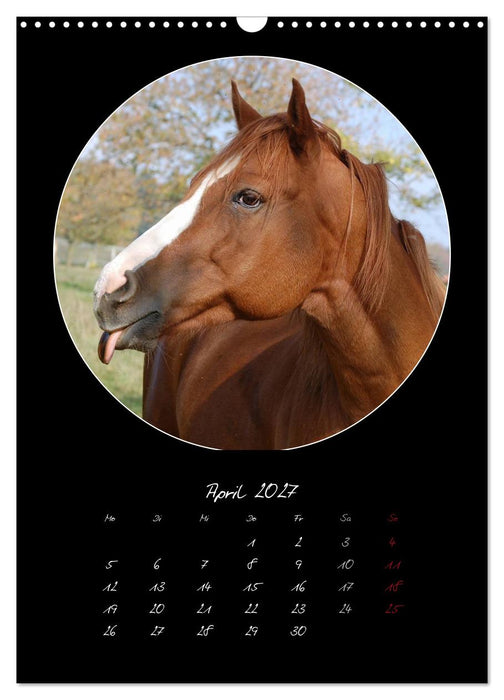 Crazy horses (CALVENDO Wandkalender 2027)