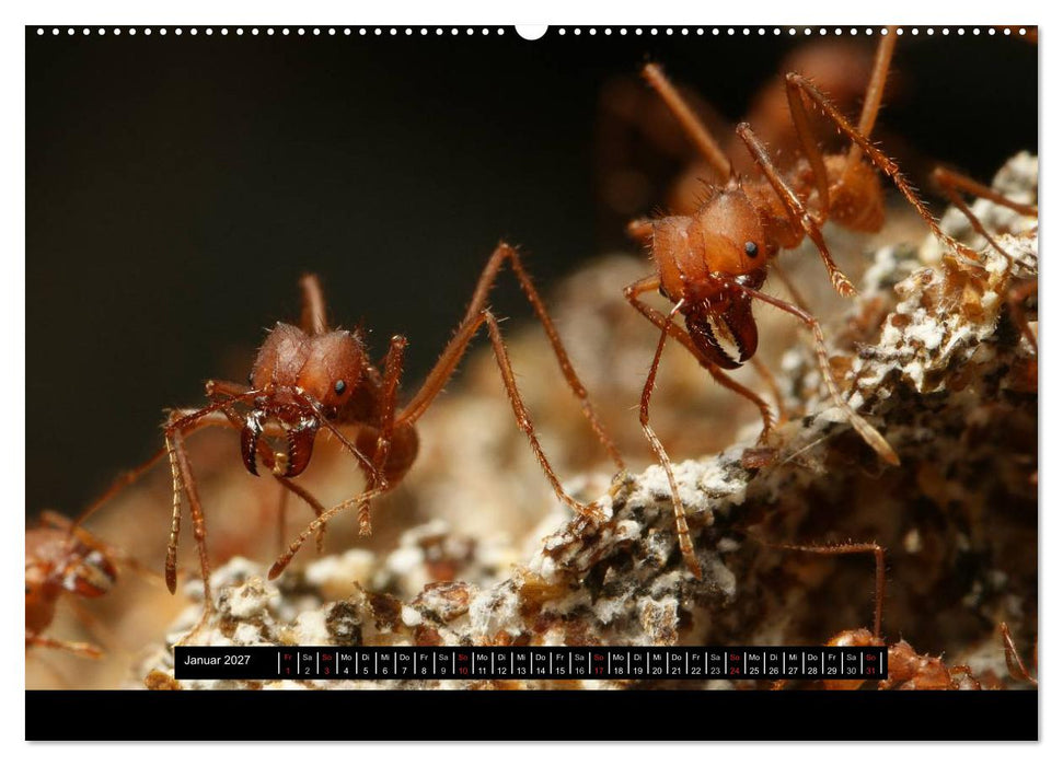 Exotische Ameisen (CALVENDO Premium Wandkalender 2027)