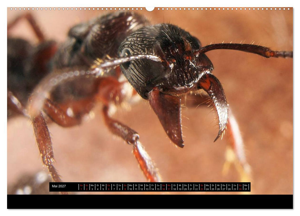 Exotische Ameisen (CALVENDO Premium Wandkalender 2027)