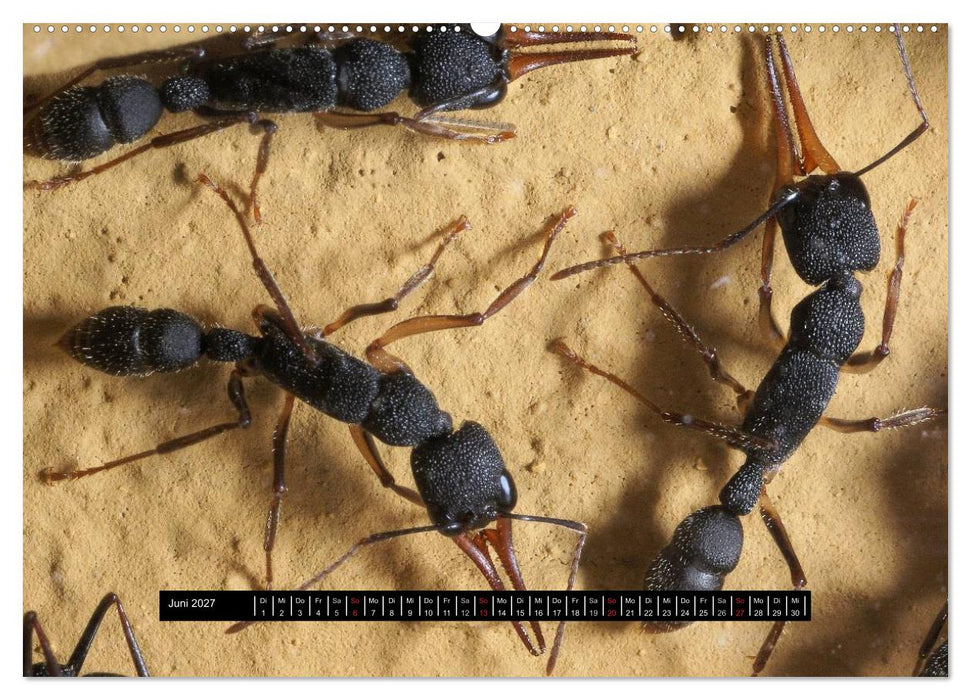Exotische Ameisen (CALVENDO Premium Wandkalender 2027)