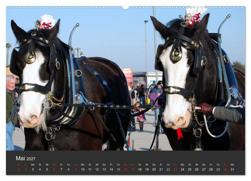 Shire Horse • Prunkvolle Giganten (CALVENDO Wandkalender 2027)