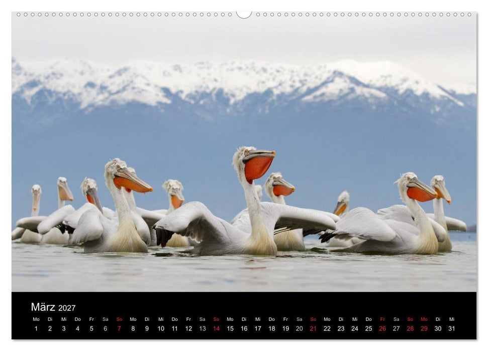 Vögel & Landschaften (CALVENDO Wandkalender 2027)
