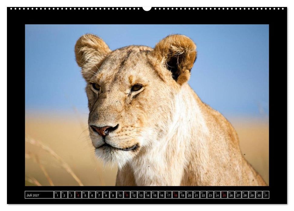 Afrikas Katzen (CALVENDO Premium Wandkalender 2027)