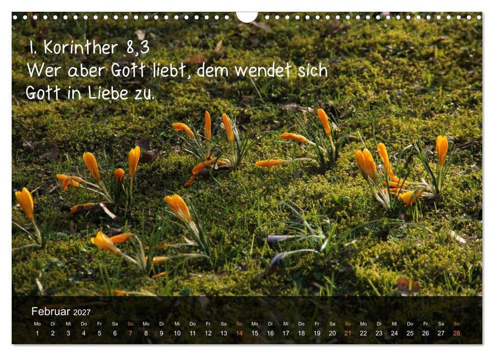 Schöpfung im Licht (CALVENDO Wandkalender 2027)