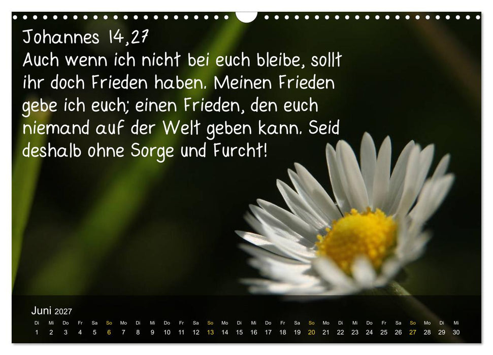 Schöpfung im Licht (CALVENDO Wandkalender 2027)