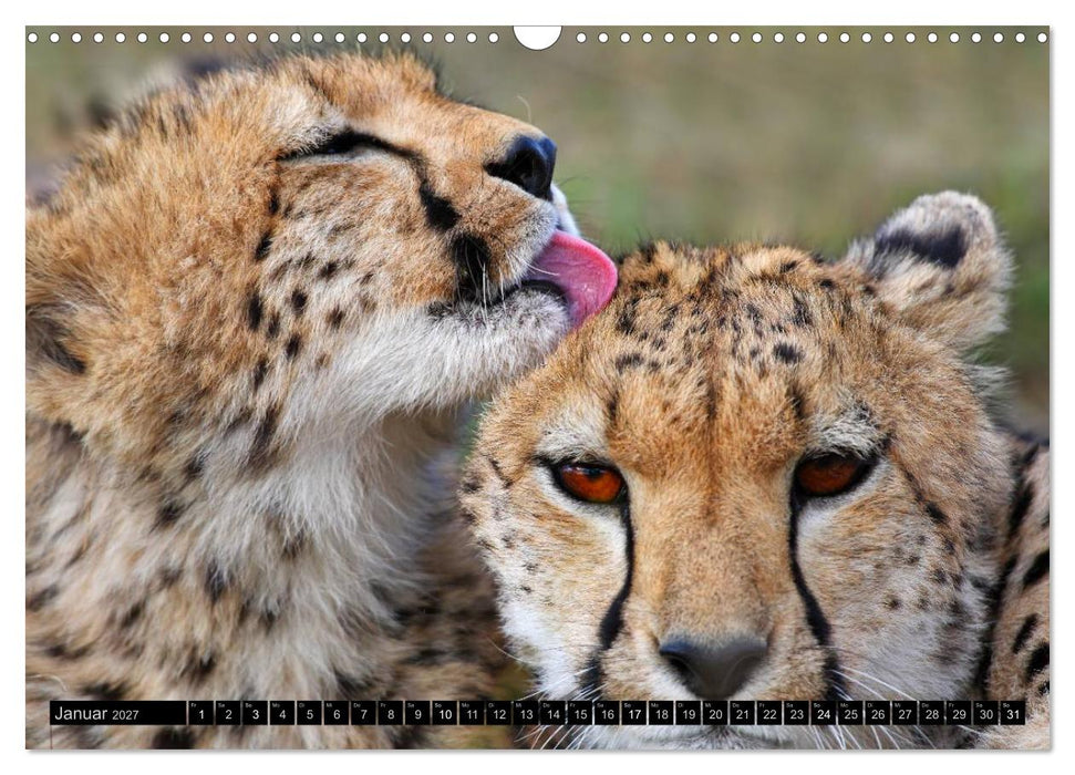 Magie des Augenblicks: Geparde - verschmuste Raubkatzen (CALVENDO Wandkalender 2027)