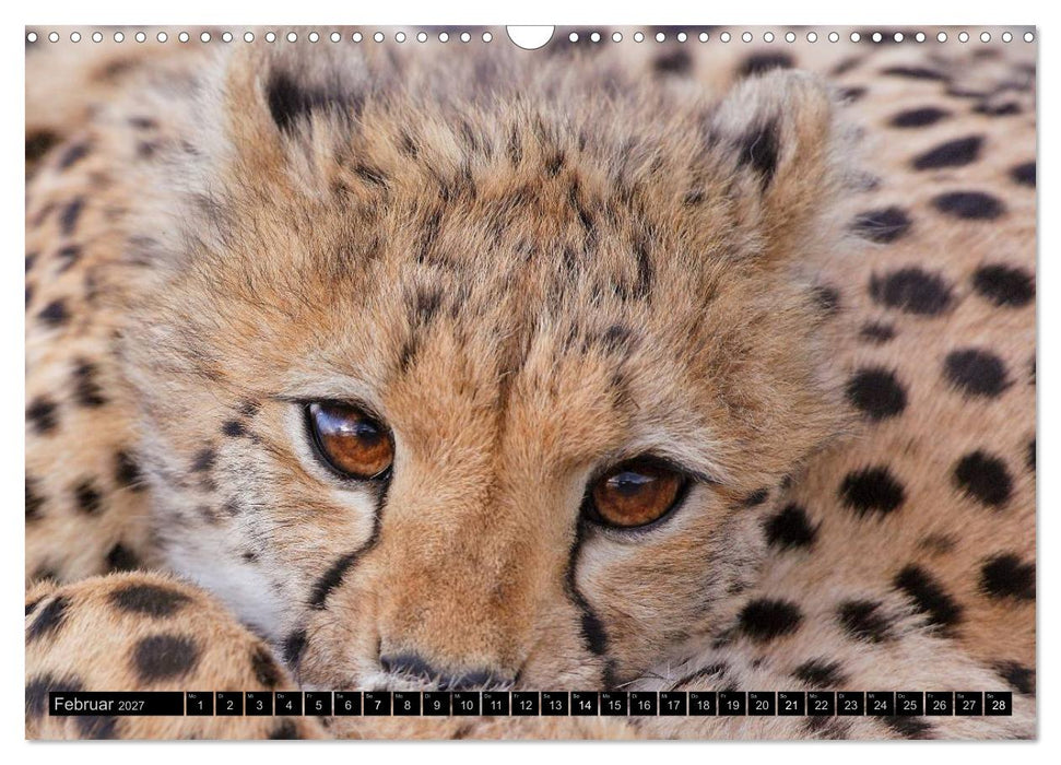 Magie des Augenblicks: Geparde - verschmuste Raubkatzen (CALVENDO Wandkalender 2027)