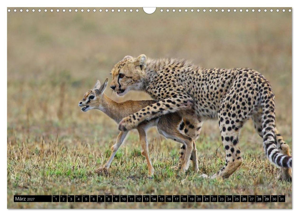 Magie des Augenblicks: Geparde - verschmuste Raubkatzen (CALVENDO Wandkalender 2027)