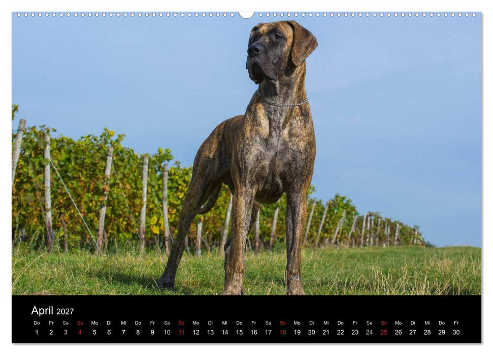 Deutsche Dogge 2027 (CALVENDO Premium Wandkalender 2027)