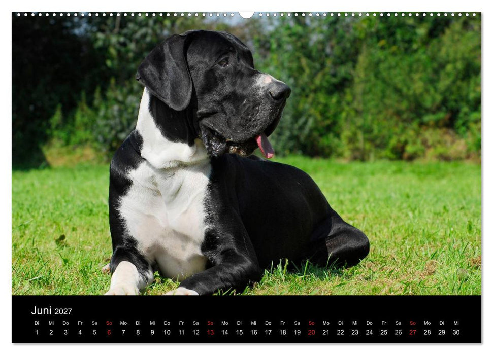 Deutsche Dogge 2027 (CALVENDO Premium Wandkalender 2027)